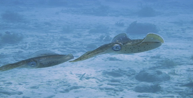 linux-proxy-squid